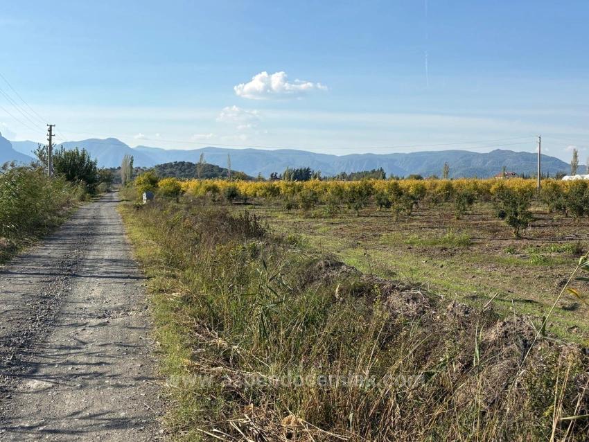 21500 M² Großer Granatapfelgarten In Eskiköy Zu Verkaufen