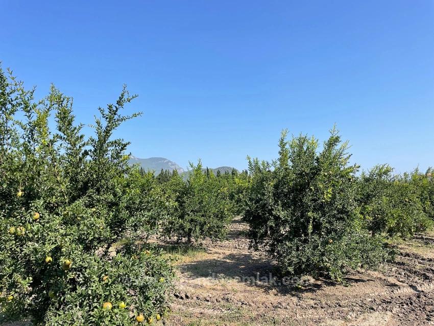 10.000 M² Großer Granatapfelgarten Zum Verkauf In Der Gegend Von Dalyan Arıkbaşı Gerendüzü.