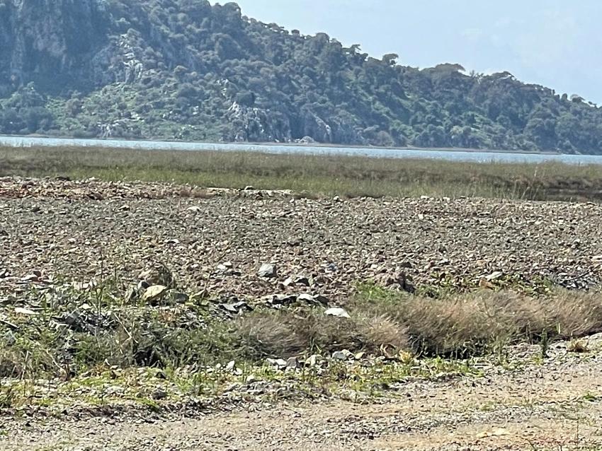 19.600 M² Großes Grundstück Zum Verkauf, Direkt An Der Straße Dalyan Iztuzu Beach Gelegen.