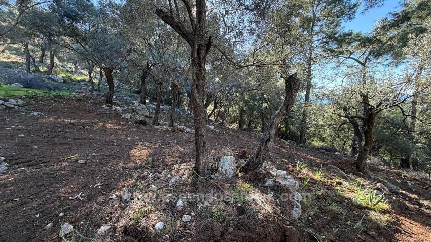 Feld Zu verkaufen in Çandır Bz. Köyceğiz - Gehäuse-Zonierung - 5.715 m²