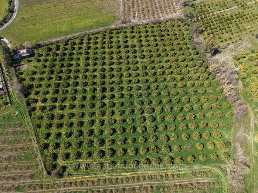 17.550 M2 Weinberg-Bahce Zum Verkauf In Der Nähe Des Dalyan Centers