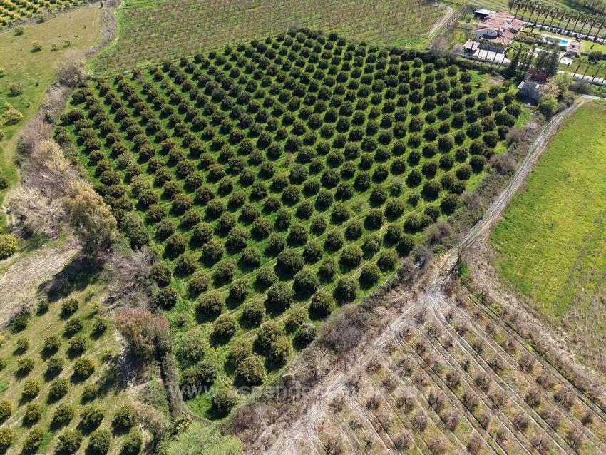 17.550 M2 Weinberg-Bahce Zum Verkauf In Der Nähe Des Dalyan Centers