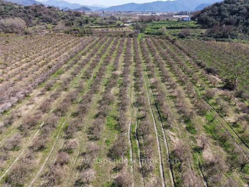 16.710 M² Granatapfelgarten Zum Verkauf Mit Seeblick In Eskiköy