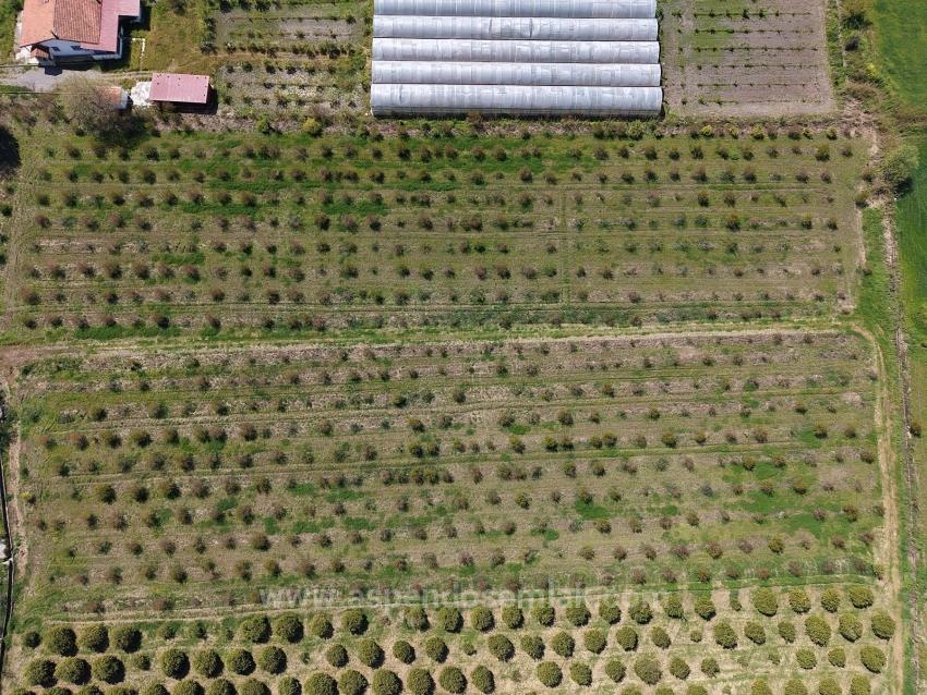 16.000 M² Großer Granatapfelgarten In Eskiköy Zu Verkaufen