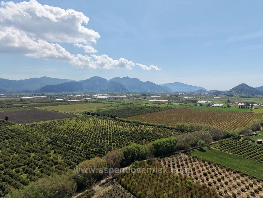 16.000 M² Großer Granatapfelgarten In Eskiköy Zu Verkaufen