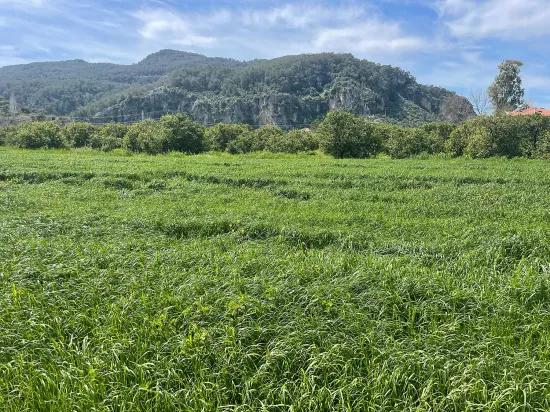 In Okçular Einem 736m2 Großen, 250m2 Großen Bau Genehmigten Verkäuflichen Grundstück