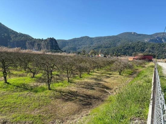 5985 M² Großes Grundstück In Dalyan Zu Verkaufen, Ausgewiesen Für 5 % Weinbau/Obstbau.