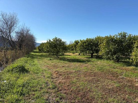 Zitronenhain In Dalyan Zu Verkaufen, 16.500 M²