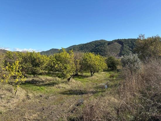 23.000 M² Freistehendes Feld Und Garten Zum Verkauf In Tepearasın