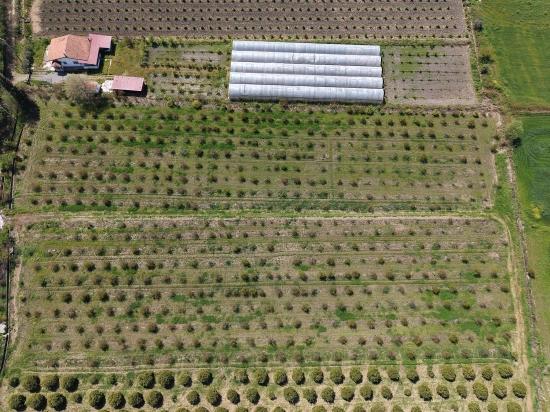 16.000 M² Großer Granatapfelgarten In Eskiköy Zu Verkaufen