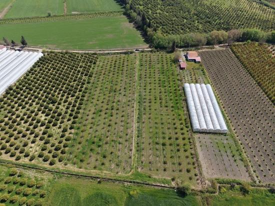 16.000 M² Großer Granatapfelgarten In Eskiköy Zu Verkaufen
