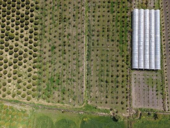 16.000 M² Großer Granatapfelgarten In Eskiköy Zu Verkaufen