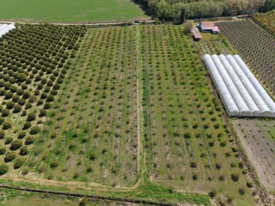 16.000 M² Großer Granatapfelgarten In Eskiköy Zu Verkaufen
