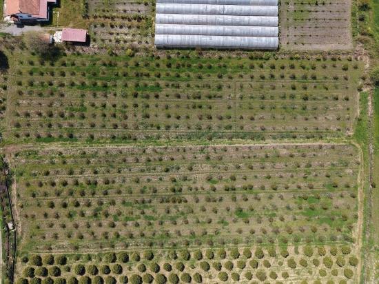 16.000 M² Großer Granatapfelgarten In Eskiköy Zu Verkaufen