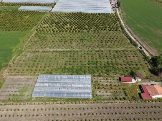 16.000 M² Großer Granatapfelgarten In Eskiköy Zu Verkaufen