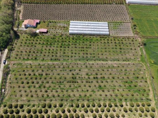 16.000 M² Großer Granatapfelgarten In Eskiköy Zu Verkaufen