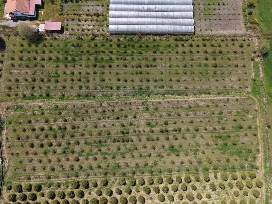 16.000 M² Großer Granatapfelgarten In Eskiköy Zu Verkaufen