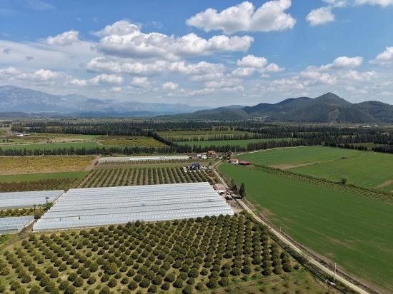 16.000 M² Großer Granatapfelgarten In Eskiköy Zu Verkaufen