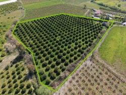 17.550 M2 Weinberg-Bahce Zum Verkauf In Der Nähe Des Dalyan Centers