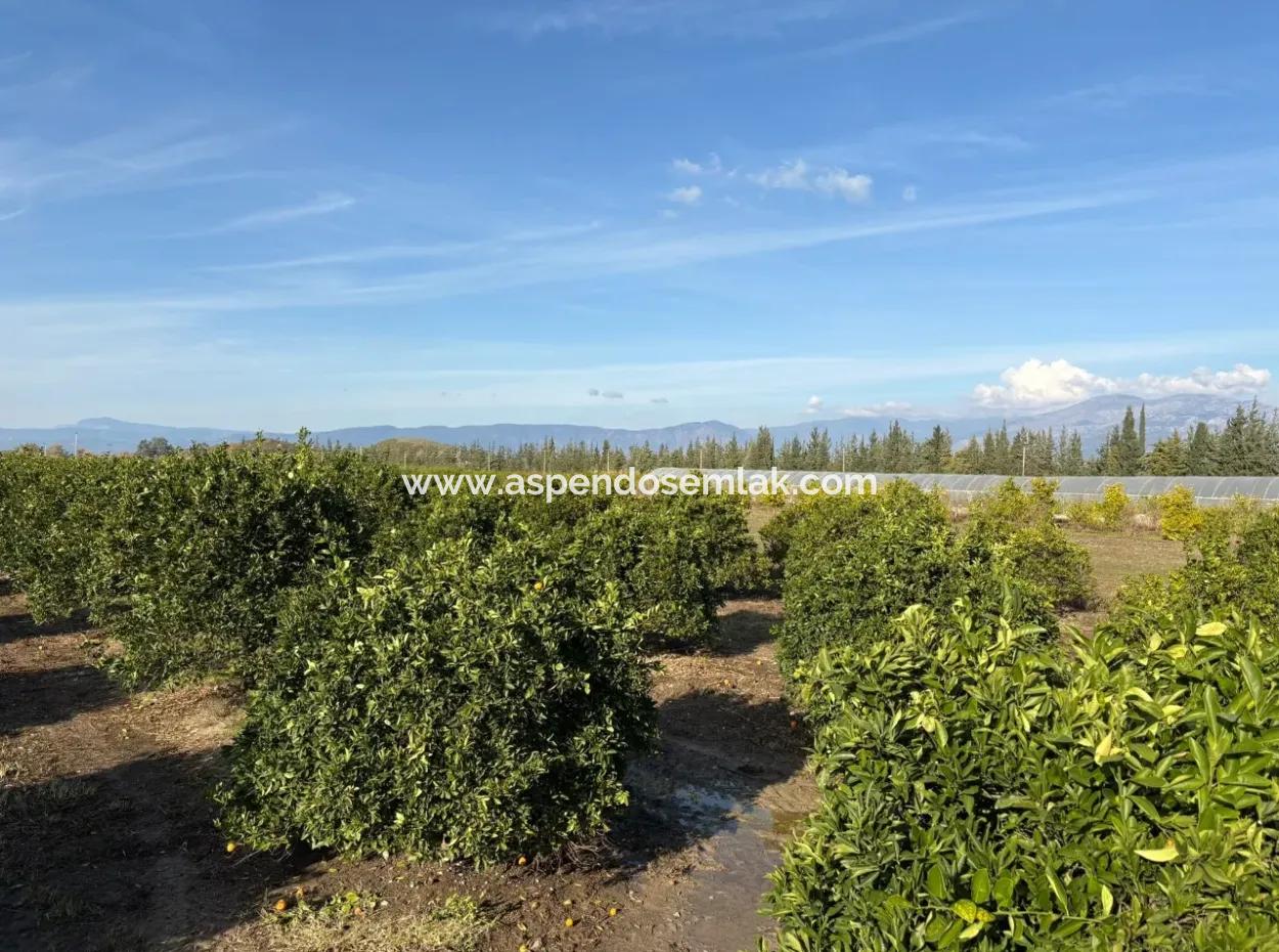 4 1 Villen Zum Verkauf Auf 14.136 M2 Feld In Eskiköy