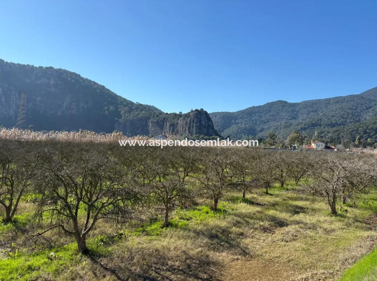 5985M2 5% Zoniertes Land Zum Verkauf In Dalyan Als Weinberggarten