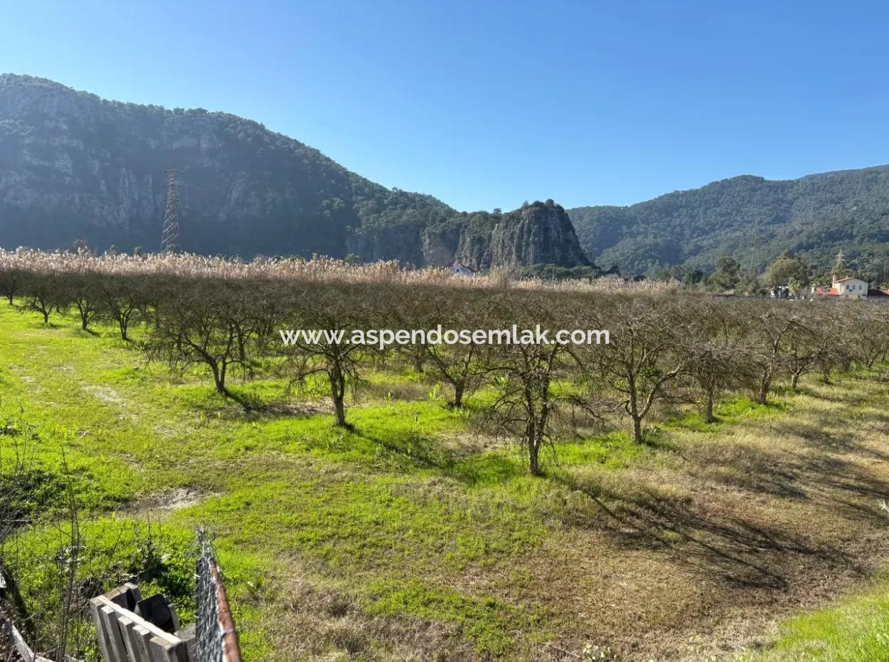 5985M2 5% Zoniertes Land Zum Verkauf In Dalyan Als Weinberggarten
