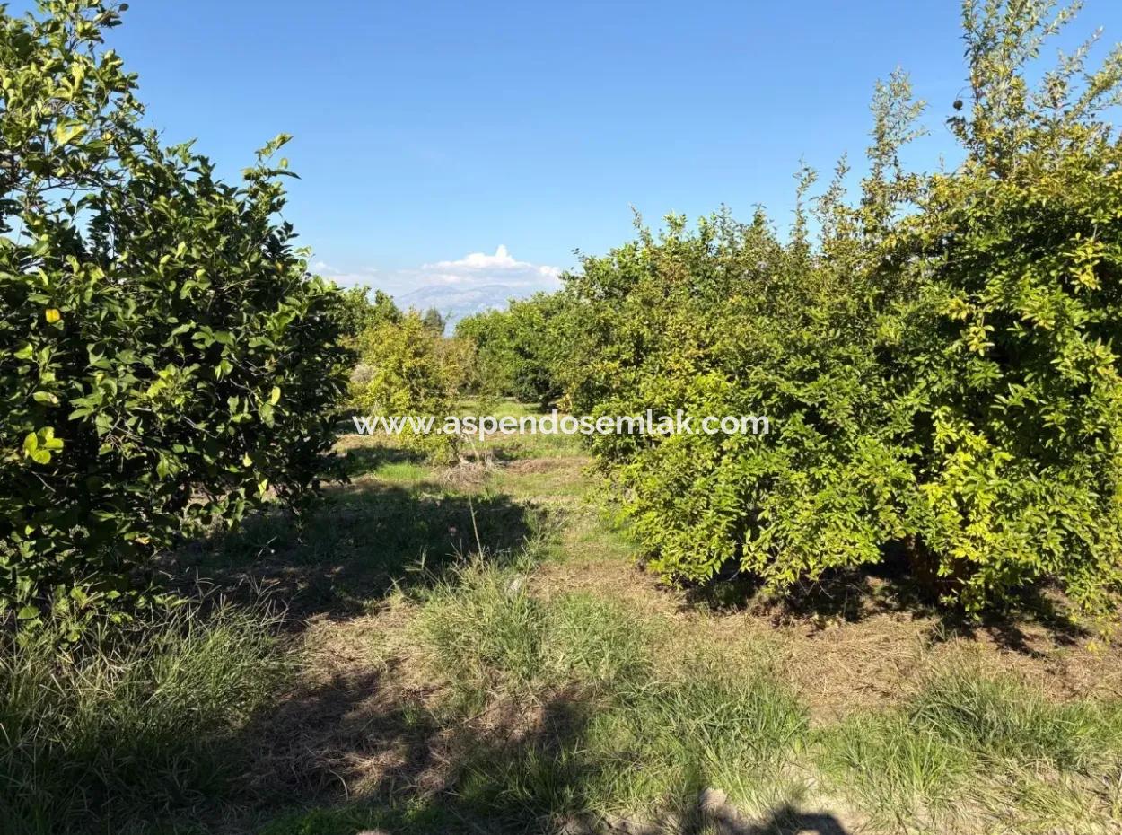 6150M2 Zitronen- Und Granatapfelgarten Zum Verkauf In Eskiköy