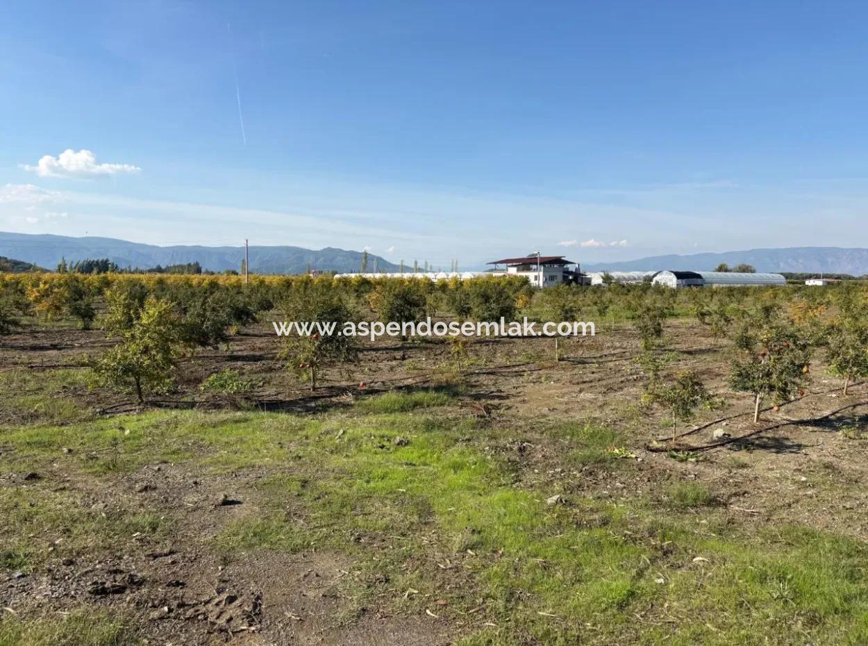 21500M2 Granatapfelgarten Zum Verkauf In Eskiköy