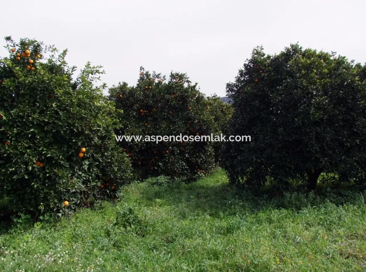 Bad Für Verkauf In Orange Grove 24,000M2 Zum Verkauf In Der Nähe Von Dem Meer Garten Zum Verkauf Schnäppchen
