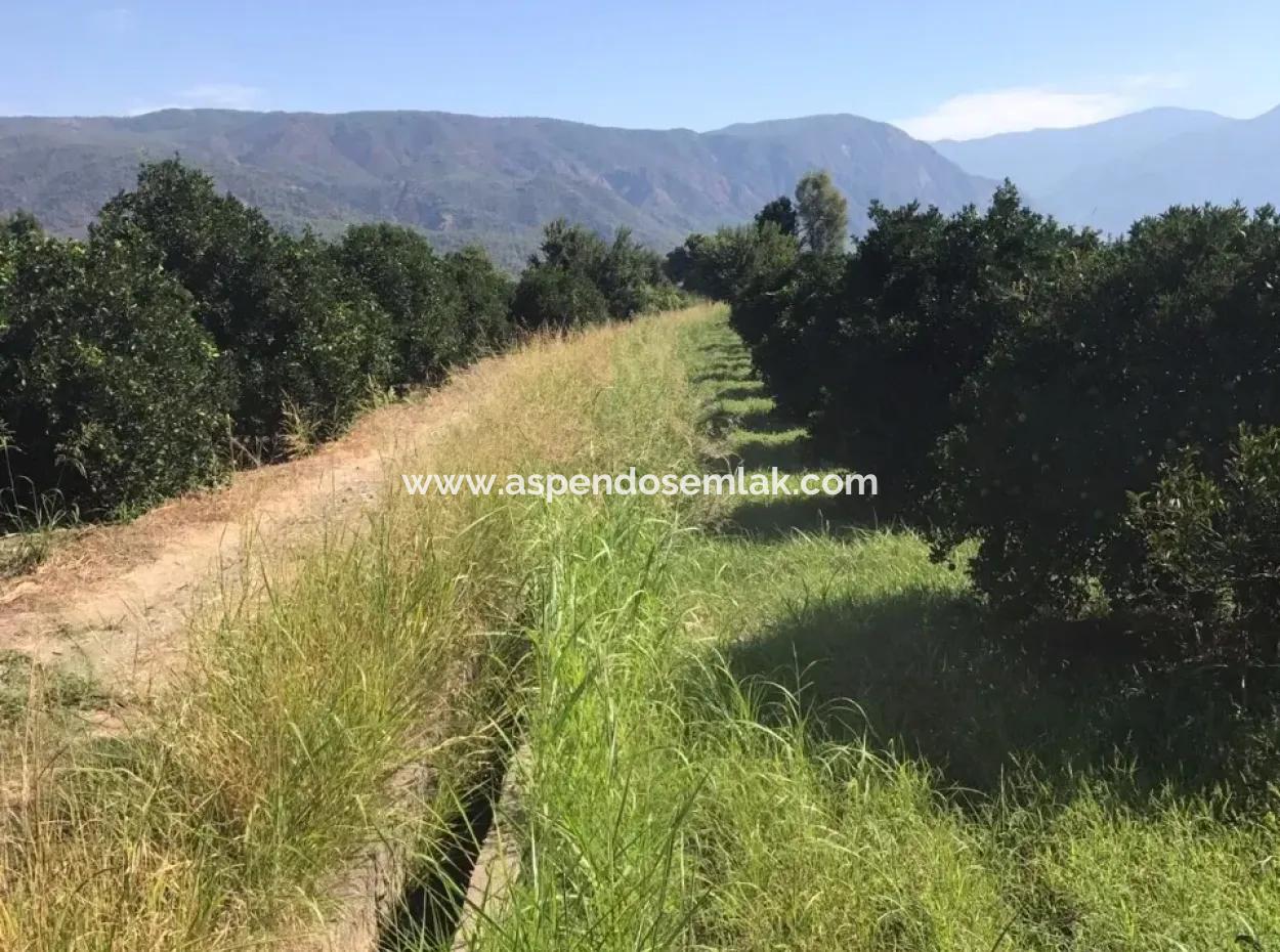 Garten Grundstück Mit Garten Zum Verkauf In Köyceğiz Zum Verkauf In Dogusbelen Dogusbelen Narenc