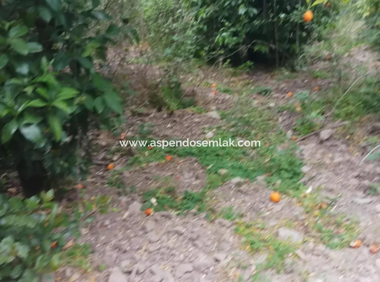 Grundstücke Zu Verkaufen In Amlida