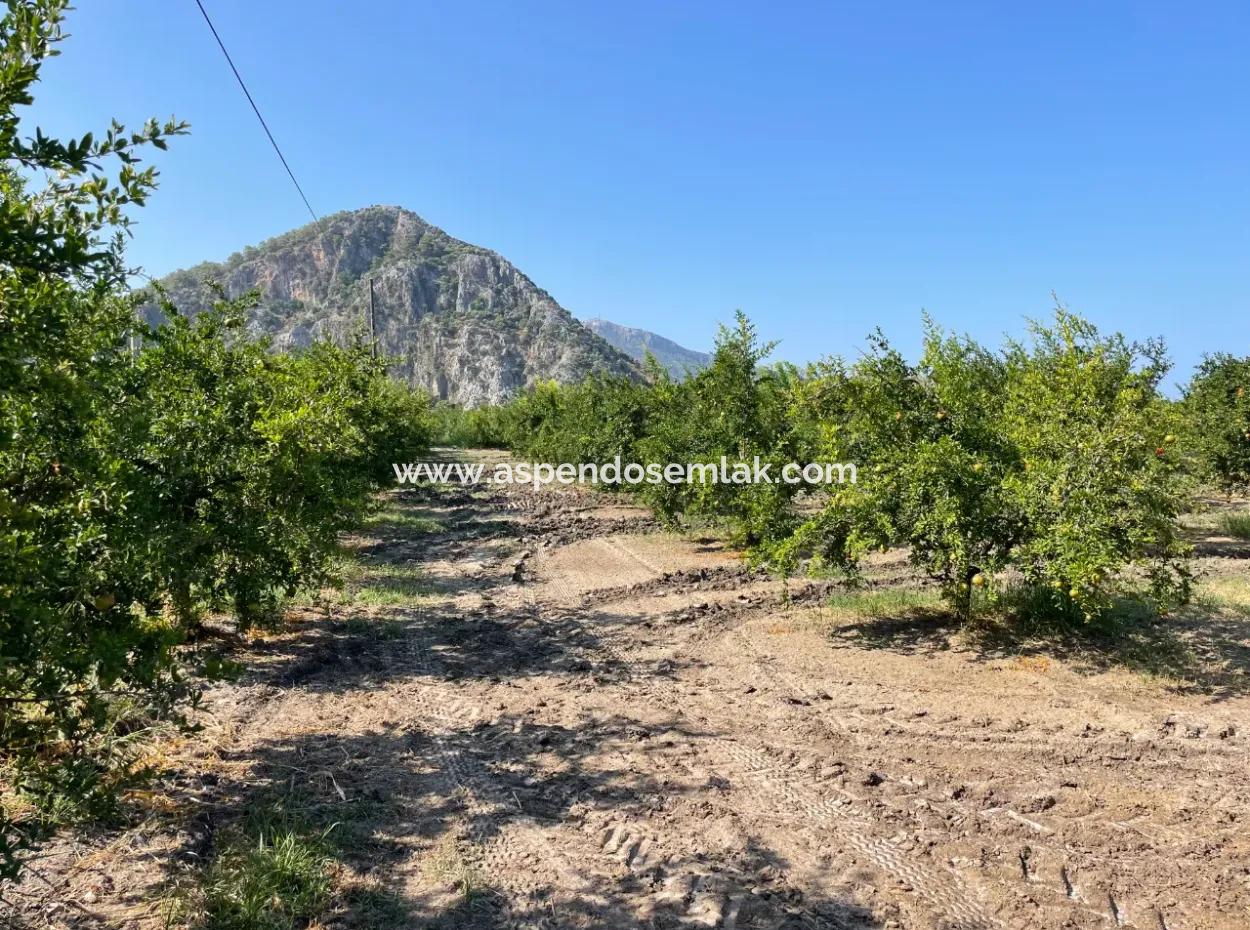 10.000 M2 Granatapfelgarten Zum Verkauf In Dalyan Arıkbaşı Und Gerendüzün