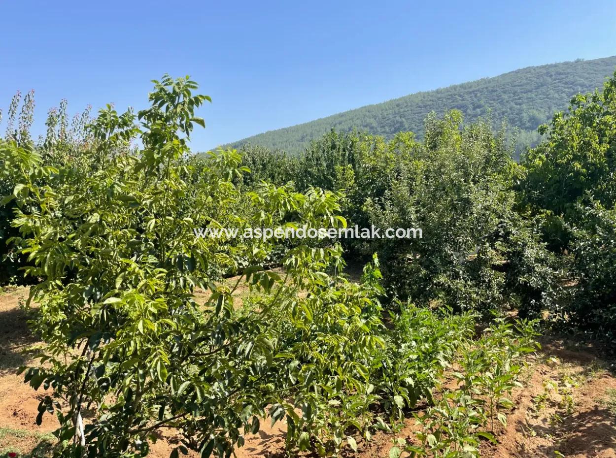 Muğla Ula Köprübaşı Mahallesin In 2378M2 Grundstück In 3 1 Vlla Zu Verkaufen