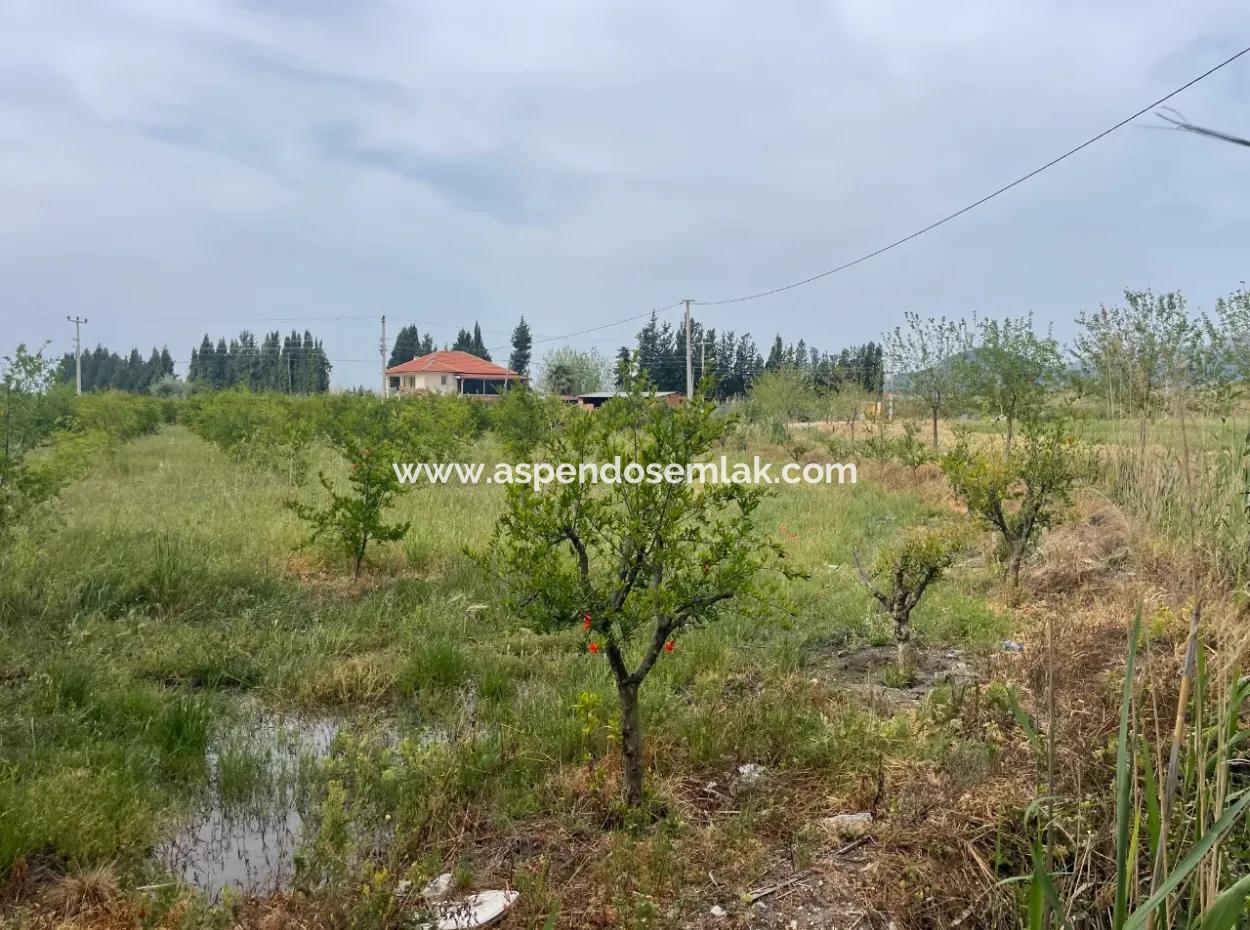 Feld Zu Verkaufen 6500M2 In Dalyan