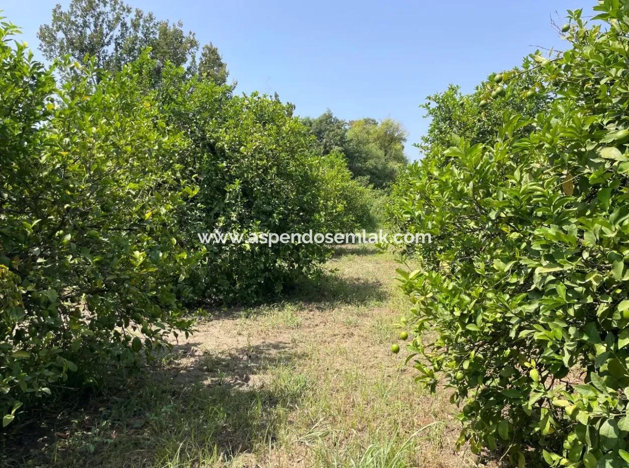 10.000M2 Grundstück Zum Verkauf Im Bebauten Gebiet Des Dorfes In Okçular