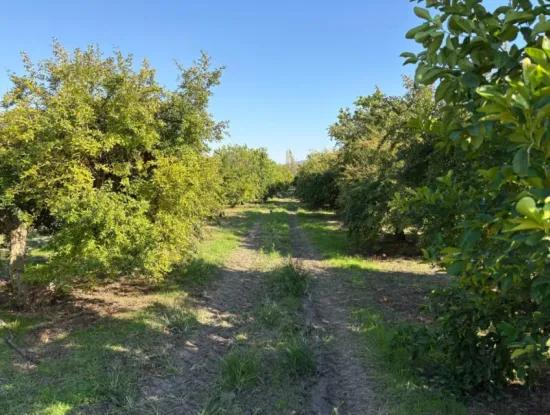 6150M2 Zitronen- Und Granatapfelgarten Zum Verkauf In Eskiköy