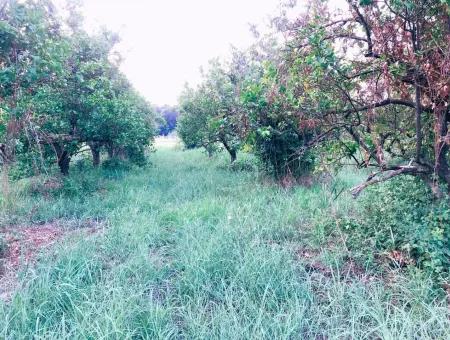 Archer In Die Bogenschützen Grundstück Zum Verkauf Zum Verkauf In Marmarli 1,500M2 Grundstück Zum Verkauf