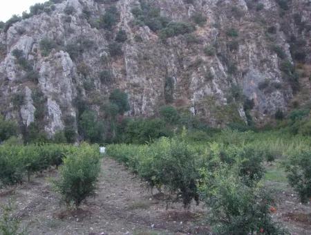 Grundstück Zum Verkauf Granatapfel Garten Zum Verkauf In Oriya Mergenli Mergenli