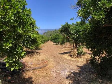 Garten Zum Verkauf In Gokce Akyaka, In Der Nähe Vom Meer, 38,000M2 Grundstück Zum Verkauf