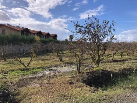 Grundstück Zu Verkaufen In Dalyan Istuzu Yollu Auf 24.000M2 Granatapfelgarten Zu Verkaufen