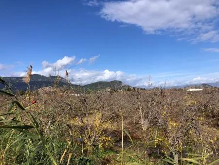 Grundstück Zu Verkaufen In Dalyan Istuzu Yollu Auf 24.000M2 Granatapfelgarten Zu Verkaufen