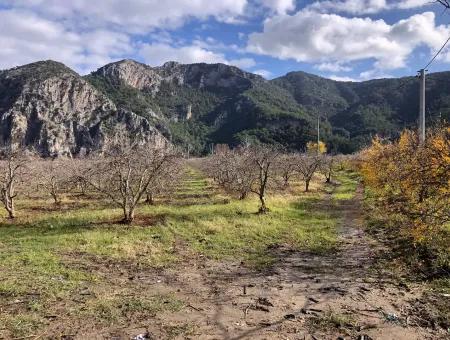 Grundstück Zu Verkaufen In Dalyan Istuzu Yollu Auf 24.000M2 Granatapfelgarten Zu Verkaufen