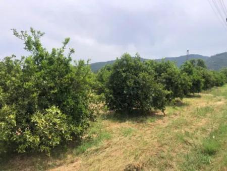 Grundstück Zu Verkaufen In Sourliyurtda 1085M2