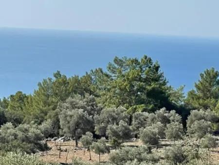 Feldgrundstück Zum Verkauf Mit Meerblick Von Çandir