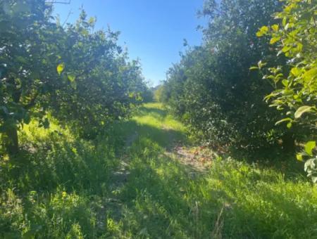 Dalyan Grundstück Zum Verkauf 5227M2 Grundstück Zum Verkauf