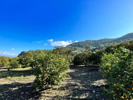 Einstöckiges Haus Zum Verkauf In 5000M2 Grundstück In Çandır