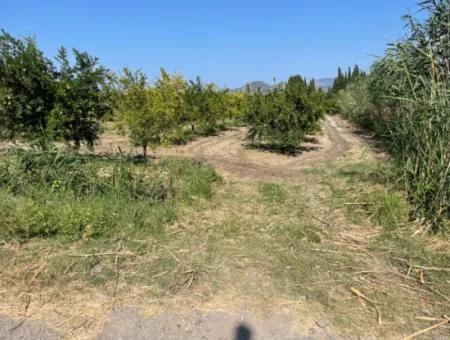 10.000 M2 Granatapfelgarten Zum Verkauf In Dalyan Arıkbaşı Und Gerendüzün