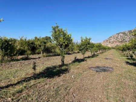 Grundstück Zum Verkauf In Dalyan In Der Nähe Des Zentrums Von 6600M2