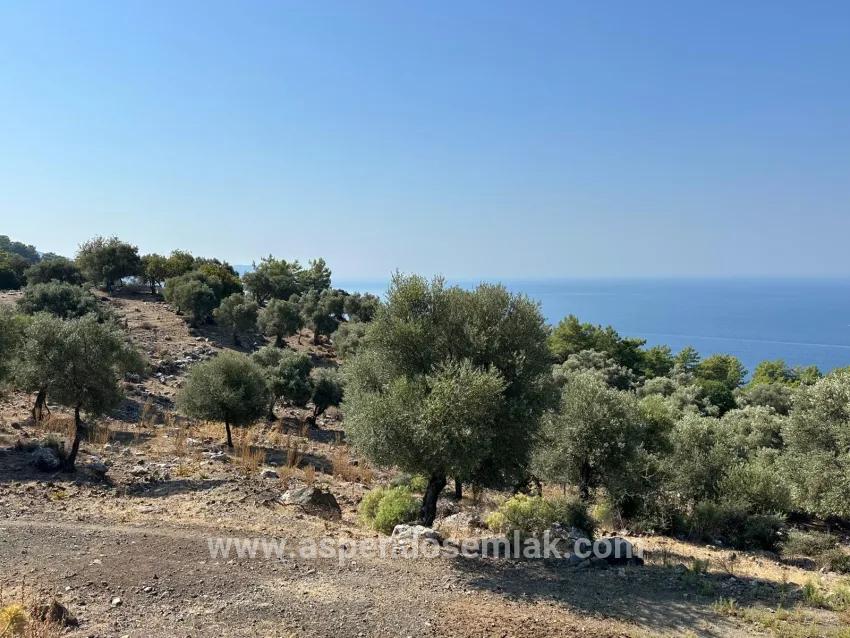 Field For sale in Çandır Nbh. Köyceğiz - Field Zoned - 21.000 m²