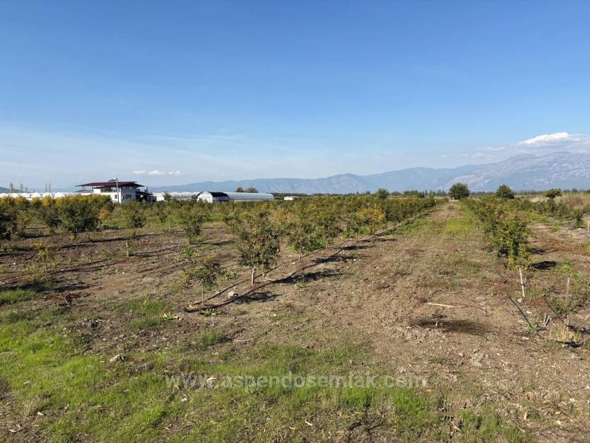 21500M2 Pomegranate Garden For Sale In Eskiköy